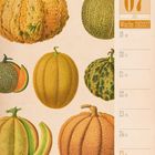 "07 Juli Woche 29|2027. Illustration von verschiedenen Melonenarten links, darunter Melone Cucumis melo."