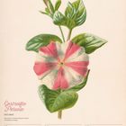 "Gestreifte Petunie (Petunia) - 19 Mo, 20 Di, 21 Mi, 22 Do, 23 Fr, 24 Sa, 25 So - 29. Woche 2027 Juli." Illustration einer Blume.