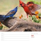 Kalenderblatt für Juli 2027 mit einem Rotkardinal und einer Azurfink auf einem Ast mit orangefarbenen Blumen.