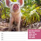 Text: "ICH BIN ZIEMLICH REIF FÜR MEIN ALTER, REIF FÜR DIE INSEL." Darunter ein Schwein vor tropischen Pflanzen.