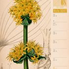 Kalenderseite: Juli/August, Woche 30, 2027. Illustration eines gelben Enzians mit detaillierten Blüten und Blättern.