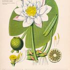 Kalenderblatt: "Weiße Seerose (Nymphaea alba)." Datum: 26. Juli bis 1. August 2027. Illustration einer Seerose.