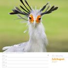 30. Woche, Juli/August 2027. Sekretärvogel mit gefächerten Federn und orangen Gesichtspartien vor unscharfem grünem Hintergrund.