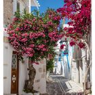 33 AUGUST, MO 16 DI 17 MI 18 DO 19 FR 20 SA 21 SO 22. Ein gepflasterter Weg, gesäumt von blühenden Bougainvillea in einem Dorf.