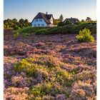 33 AUGUST. MO 16, DI 17, MI 18, DO 19, FR 20, SA 21, SO 22. Ein Reetdachhaus steht umgeben von blühender Heide.