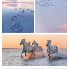 Augustkalender 2027, 31. Woche. Drei weiße Pferde rennen durch Wasser bei Sonnenuntergang.