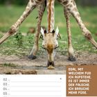 „Egal, mit welchem Fuß ich aufstehe, es ist immer der falsche. Ich brauche mehr Füße.“ Süd-Giraffe beim Trinken.