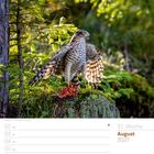31. Woche, August 2027, Kalender mit Sperber in einem Wald, Flügel ausgebreitet, Sonnenlicht durch Bäume.