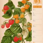 08 August, Woche 31|2027. Illustration von Himbeeren, rote und orange Beeren mit grünen Blättern.