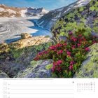 Alpenrosen am Rhonegletscher, 31. Woche, August; im Hintergrund ein Gletscher und blühende Alpenrosen auf Moos-Felsen.