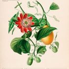 „Peru-Passionsblume“ zusammen mit einem Kalender für August 2027. Eine botanische Illustration mit Blume und Frucht.