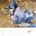August 2027, 31. Woche, Blauhäher in Wasser, erfrischender Anblick. Kalender von Montag bis Sonntag, 2. bis 8. August.