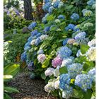 Text: "34 AUGUST MO 23 DI 24 MI 25 DO 26 FR 27 SA 28 SO 29." Hortensien in Blau und Rosa in einem grünen Garten.