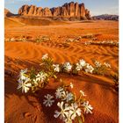 Kalender zeigt August, Woche vom 23. bis 29. Vordergrund mit weißen Wüstenblumen, Hintergrund Felsenlandschaft.