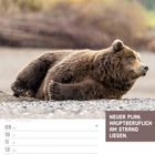 Text: "Neuer Plan. Hauptberuflich am Strand liegen." Ein Grizzlybär liegt entspannt auf einem kiesigen Strand.