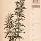 08 August, Woche 32, 2027. Illustration eines Rosmarinzweigs mit grünen Blättern und violetten Blüten.