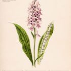 „Geflecktes Knabenkraut“, botanische Illustration mit Kalender für August 2027, Wochenbeginn ist der 9. August.