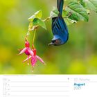 32. Woche August 2027. Ein blauer Vogel hängt kopfüber an einem Zweig mit rosaroten Blüten.