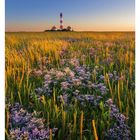 Kalenderwoche 35. Salzwiesen mit violetten Blumen, im Hintergrund ein Leuchtturm bei Sonnenuntergang.
