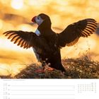 Kalenderseite mit den Daten 16. bis 22. August. Ein Papageitaucher breitet die Flügel aus, der Hintergrund ist golden beleuchtet.