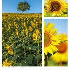 33. Woche 2027, August. Feld voller Sonnenblumen, Baum im Hintergrund, Nahaufnahme mit Schmetterling auf Blume.