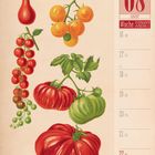 08 August, Woche 33/2027. Illustration mit verschiedenen bunten Tomatenarten.