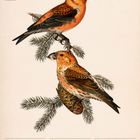 "Fichtenkreuzschnabel (Loxia curvirostra) - 16 MO, 17 DI, 18 MI, 19 DO, 20 FR, 21 SA, 22 SO, 33. Woche 2027, AUGUST." Eine Illustration von zwei Vögeln auf Zweigen.