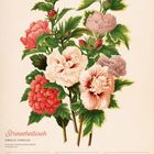 Text: Straucheibisch, August, 16-22, 33. Woche 2027. Illustration von blühenden Hibiskus in verschiedenen Farben.