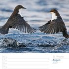 33. Woche August 2027. Zwei Wasserramsen über sprudelndem Wasser.