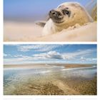 23-29 August 2027; Kalender mit Seehundkopf im Sand und Strandlandschaft.