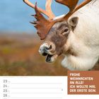 "Frohe Weihnachten an alle! Ich wollte mal der Erste sein." Ein Rentier mit Geweih, Kalender für August 2027.