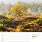 34. Woche, August 2027. Birken im Hochmoor. Einsamer Baum, umgeben von buntem Heidekraut und Morgendunst.