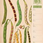 08 August, Woche 34/2027, Bohne Phaseolus. Dargestellte Bohnen in verschiedenen Farben und geöffneten Schoten.