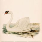 Höckerschwan (Cygnus olor), Kalender August 2027. Illustration eines weißen Schwans auf einem Teich, elegante Pose.