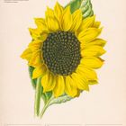 "Sonnenblume", Woche 34, 2027. August. Illustration einer gelben Sonnenblume mit grünen Blättern. Kalenderdaten 23-29.