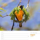 34. Woche, August 2027. Ein leuchtend gelber Vogel sitzt in einem kunstvoll geflochtenen Nestwerk auf einem Ast.