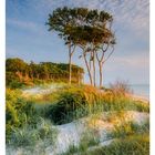 Kalenderblatt: 37. Woche im September. Weitläufige Dünenlandschaft, vereinzelt hohe Bäume, blauer Himmel.