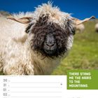 „THERE STAND ME THE HAIRS TO THE MOUNTAINS.“ Kalender von 30. August bis 5. September 2027, mit Bild eines Schafs.