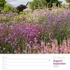 35. Woche, August/September 2027. Ein farbenfrohes Blumenbeet mit lila und rosa Blüten, ein Gewächshaus im Hintergrund.