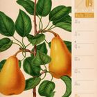 08/09 August|September, Woche 35|2027. Illustration von Birnen an einem Zweig mit grünen Blättern.