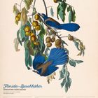 "Florida-Buschhäher (Aphelocoma coerulescens). 30 MO bis 05 SO, AUG/SEP 2027." Illustration zweier blauer Vögel auf Zweigen.