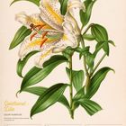 Text: Goldband-Lilie, Lilium Auratum, 35. Woche 2027, Aug/Sep, Kalenderdaten unten. Illustration einer Lilie.