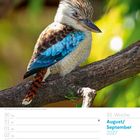 35. Woche, August/September 2027, Blauflügelliest (Dacelo leachii). Ein bunter Vogel sitzt auf einem Ast.