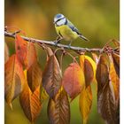 Text: „38 September, MO 20 DI 21 MI 22 DO 23 FR 24 SA 25 SO 26“

Beschreibung: Eine Blaumeise sitzt auf einem Ast mit Herbstblättern.