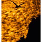 Text: "38 SEPTEMBER MO 20 DI 21 MI 22 DO 23 FR 24 SA 25 SO 26"

Illustration: Silhouette von Vögeln vor goldenem Hintergrund.