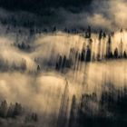 Nebelschwaden durchziehen einen dichten Wald, durchbrochen von langen Schatten der Bäume im Sonnenlicht.