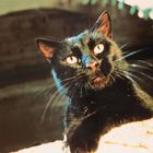 Ein schwarzer Kater blickt neugierig mit leuchtenden Augen nach vorne, während er auf einer hellen Oberfläche liegt.