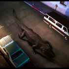 Ein riesiges Krokodil geht auf einer nächtlichen Straße zwischen geparkten Autos entlang.