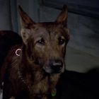 Ein brauner Hund mit großen Ohren schaut aufmerksam. Er trägt ein leuchtendes Halsband.