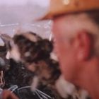 Eine zerbrochene Scheibe mit einem aggressiven Tier dahinter; im Vordergrund ein verschwommener älterer Mann mit Helm.